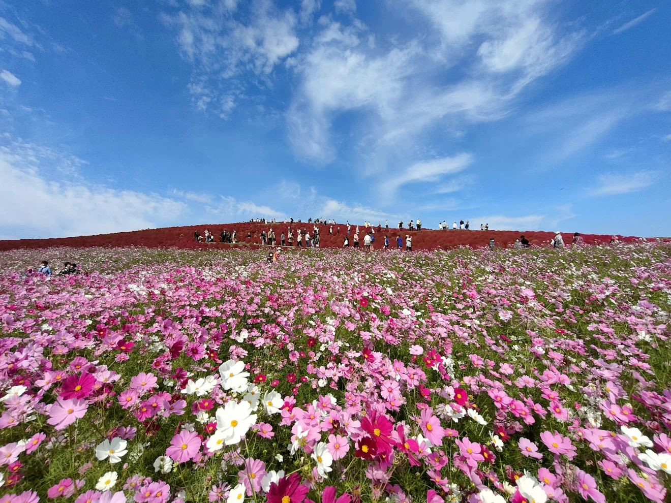 ひたち海浜公園 - 画像3