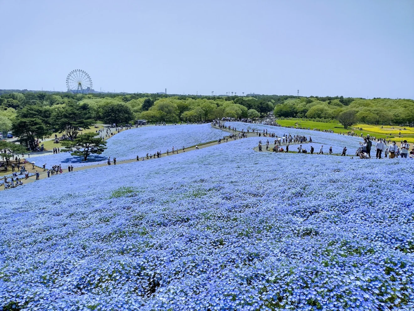 ひたち海浜公園