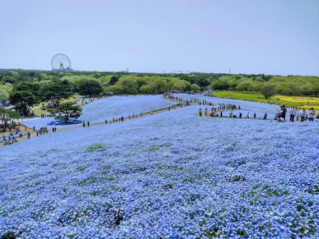 ひたち海浜公園