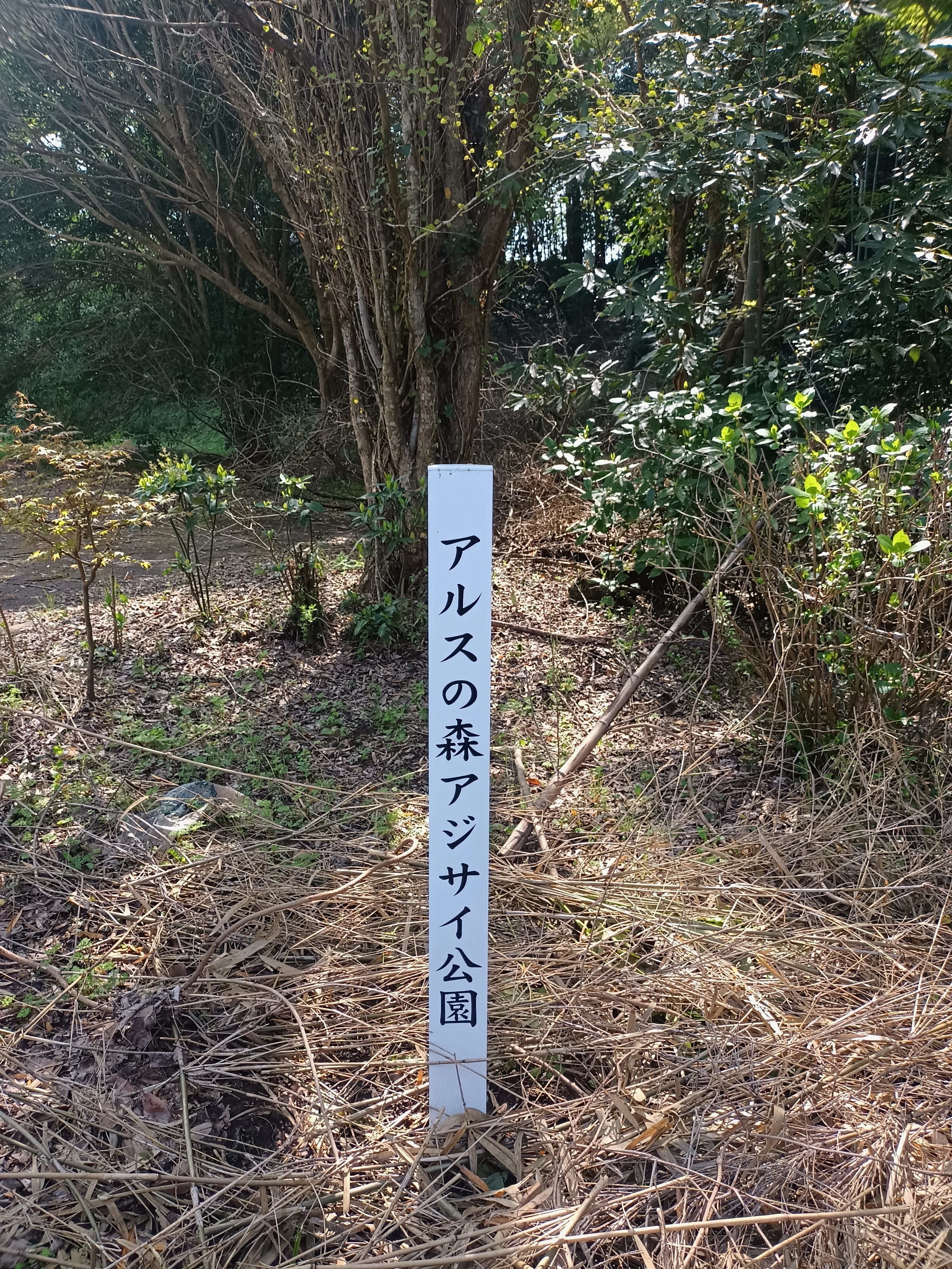 アルスの森 アジサイ公園(芸大緑地第2公園)