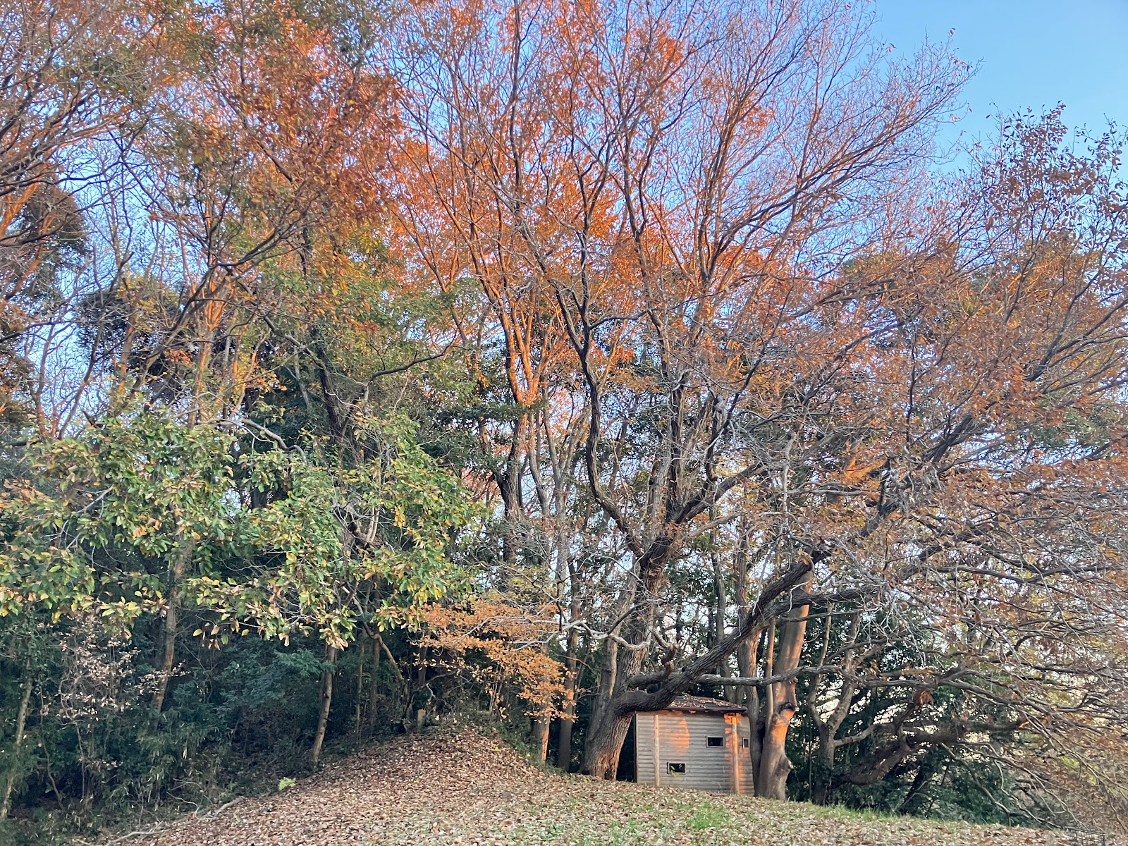 野鳥観察の森(利根川自然公園)