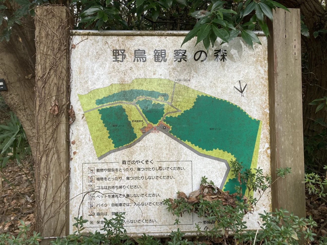 野鳥観察の森(利根川自然公園) - 画像2