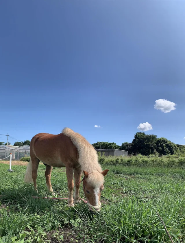 乗馬クラブ クレイン竜ヶ崎