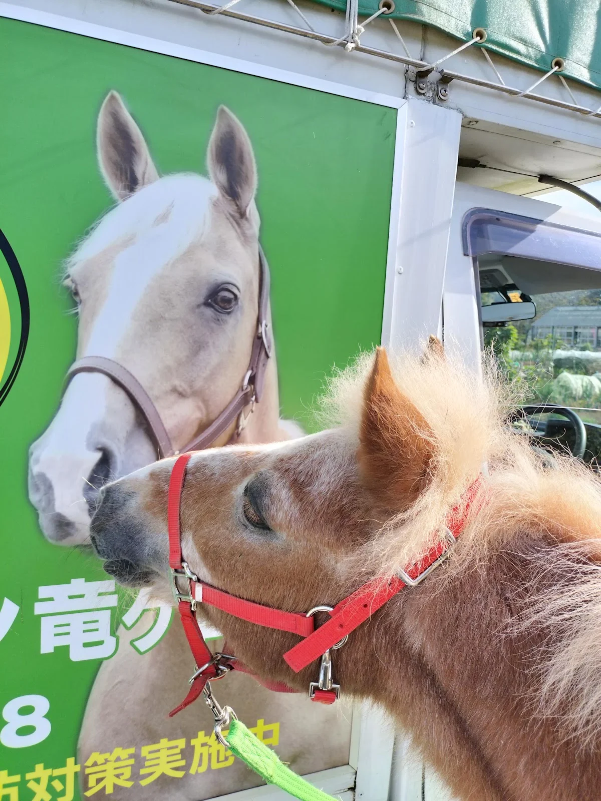 乗馬クラブ クレイン竜ヶ崎 - 画像2