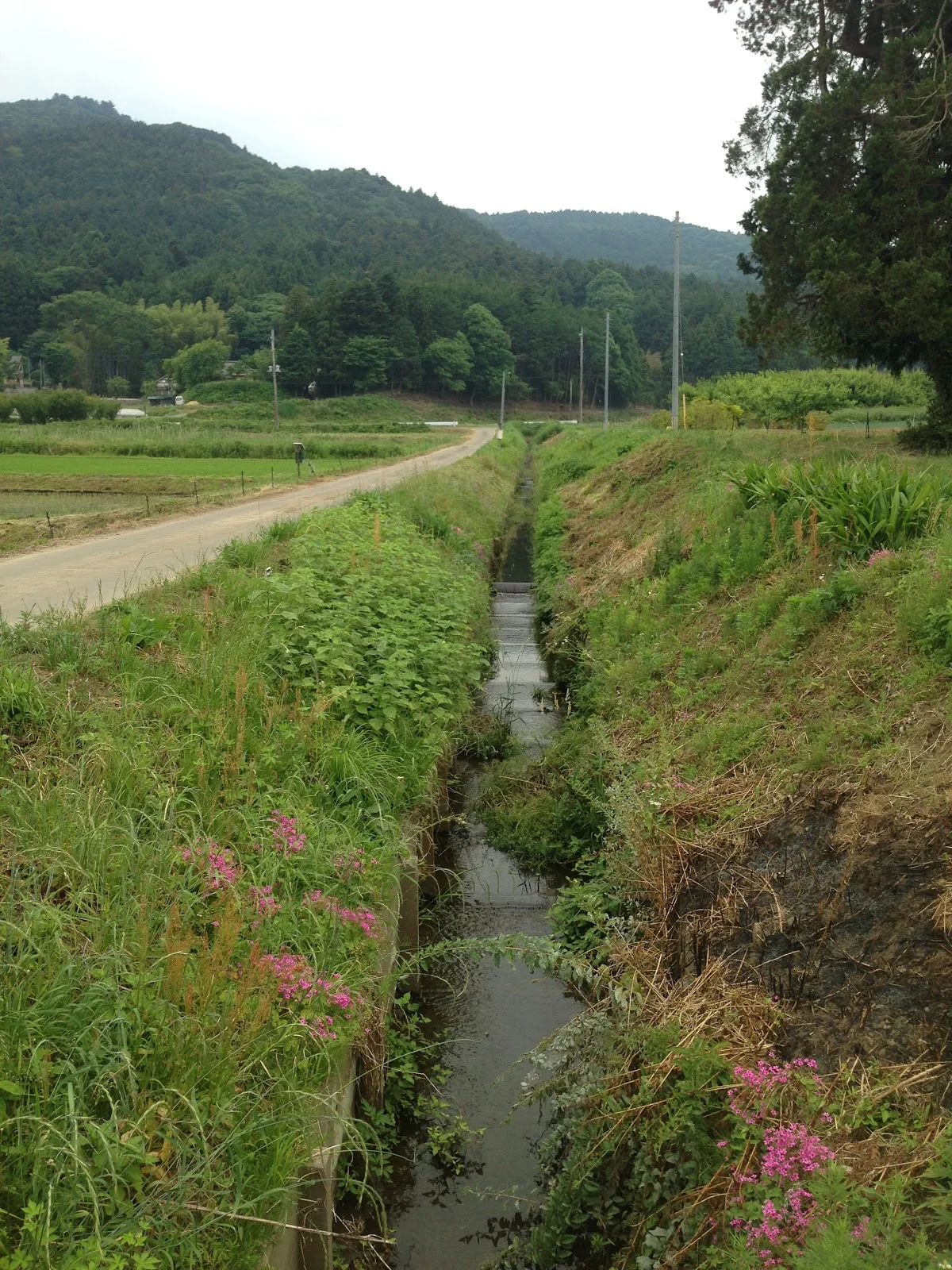駒場ほたるの里 - 画像3
