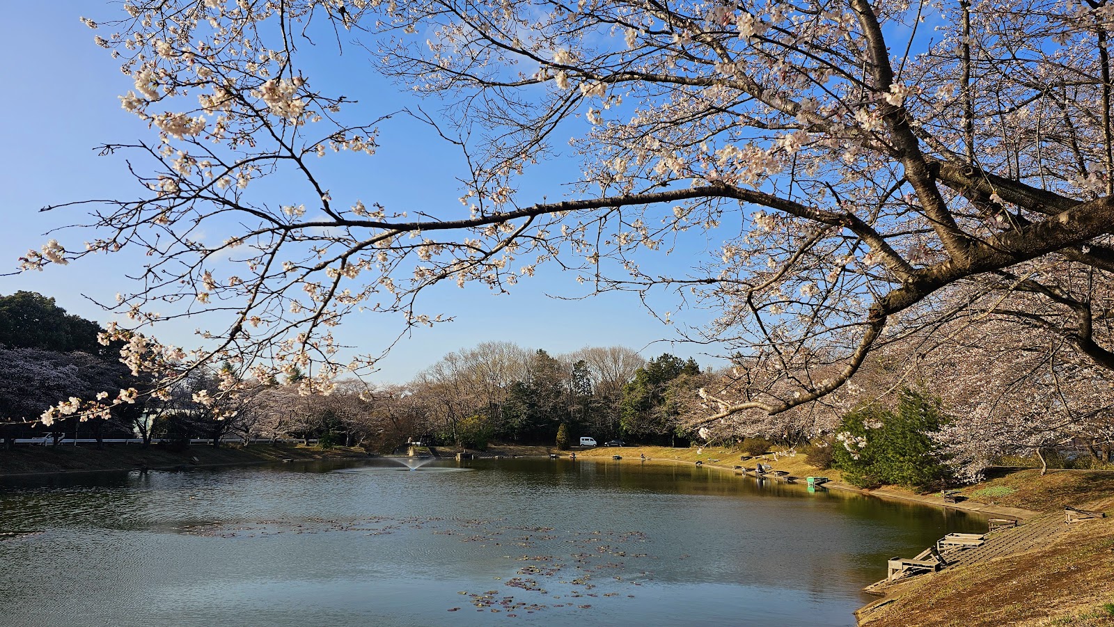 Sakura Lake - 桜の湖