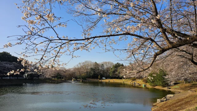 Sakura Lake - 桜の湖