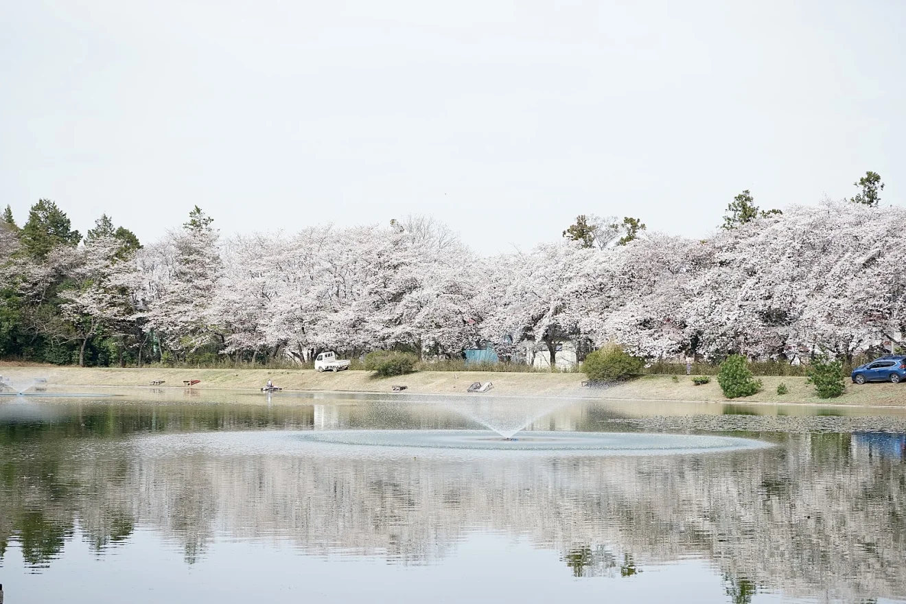 Sakura Lake - 桜の湖 - 画像2
