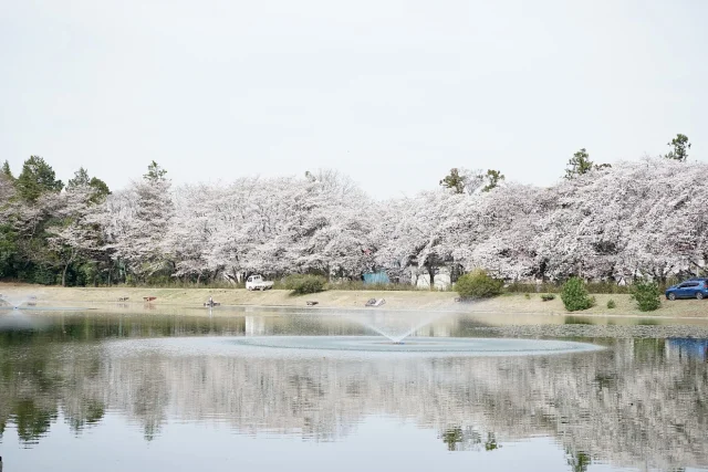 Sakura Lake - 桜の湖