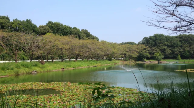 Sakura Lake - 桜の湖