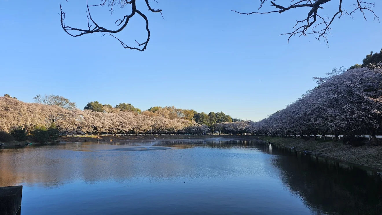 Sakura Lake - 桜の湖 - 画像4