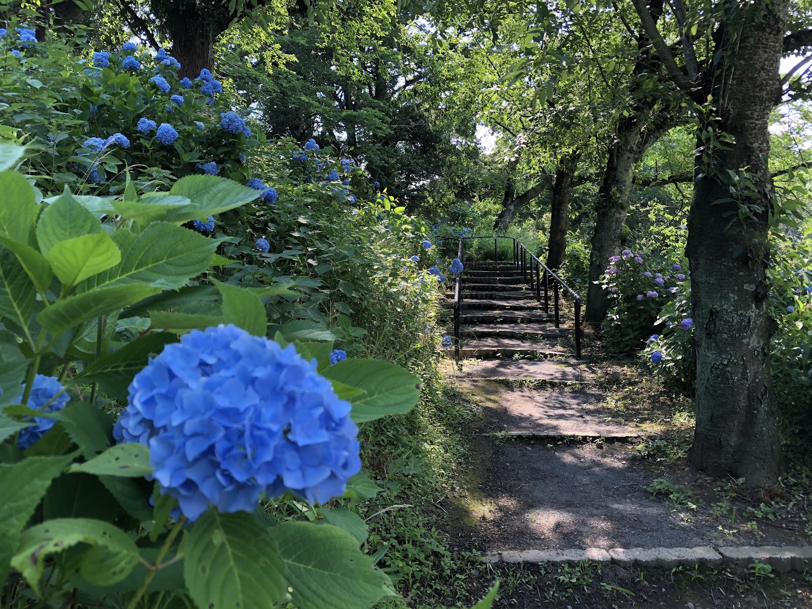あじさい坂