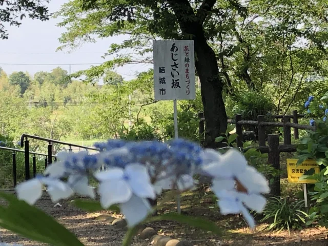 あじさい坂