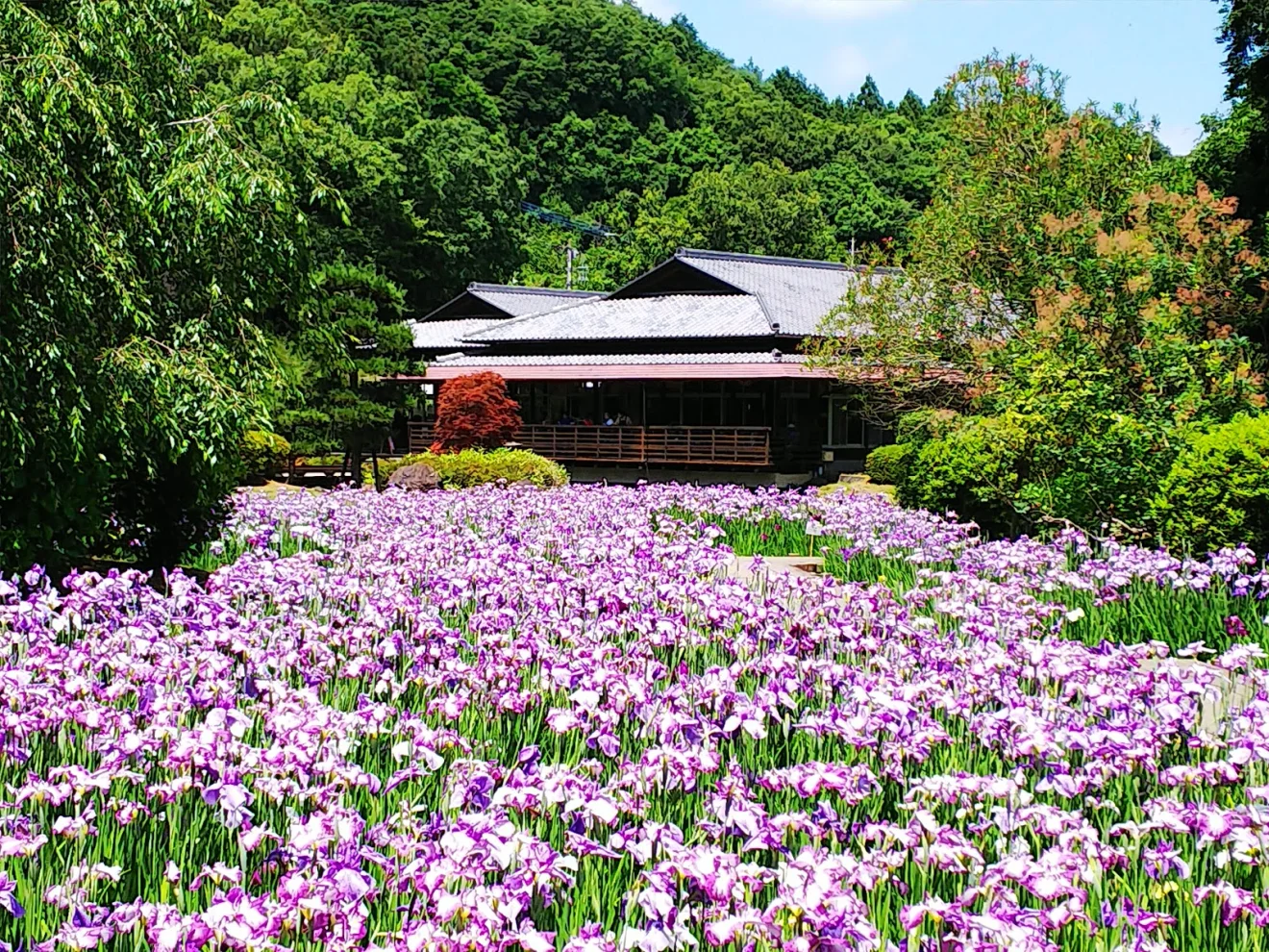 西山の里 桃源 - 画像3