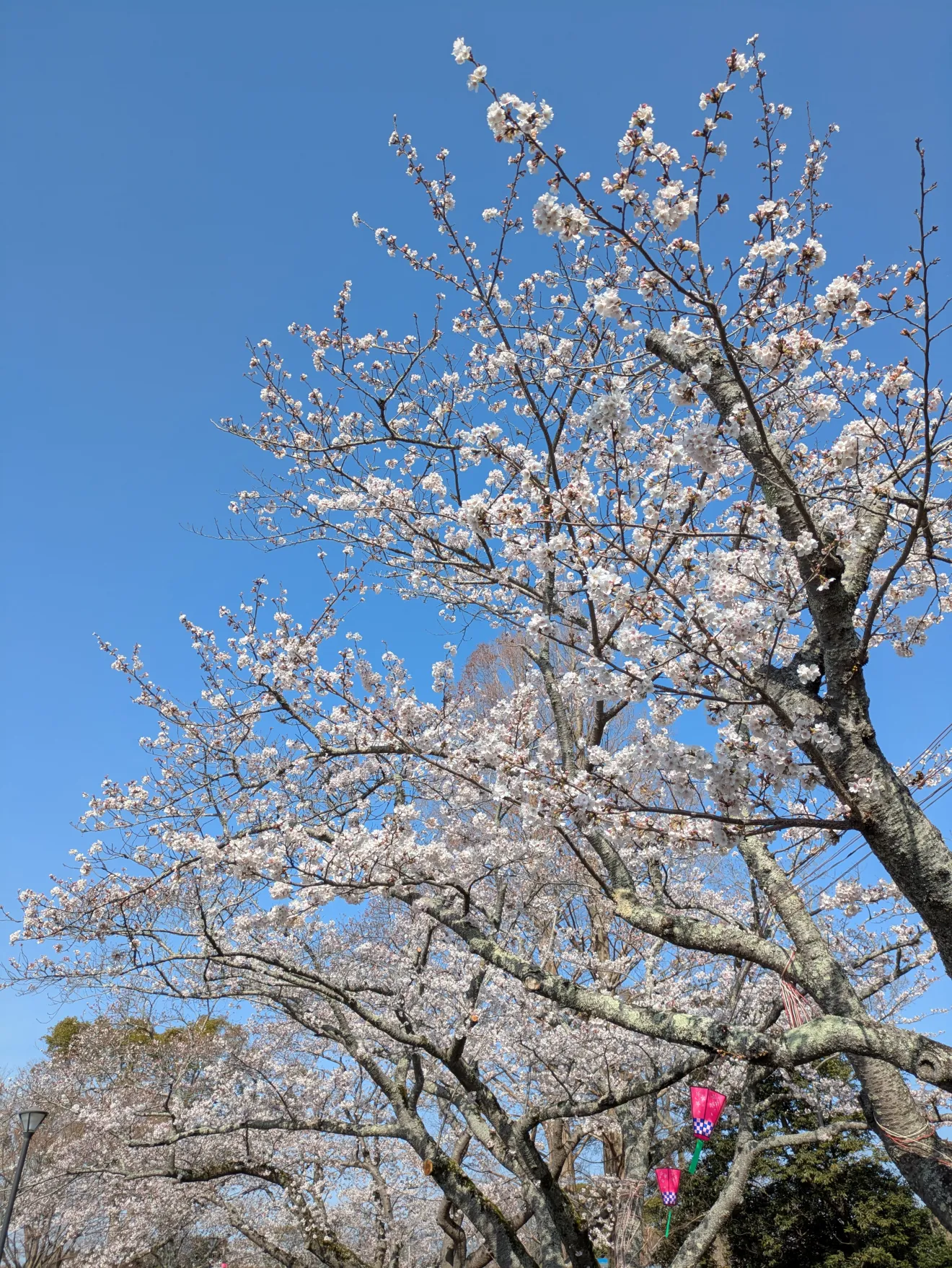 東海さくらまつり - 画像2