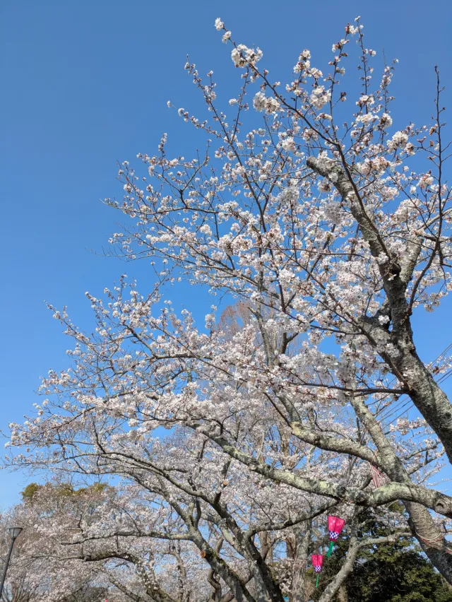 東海さくらまつり