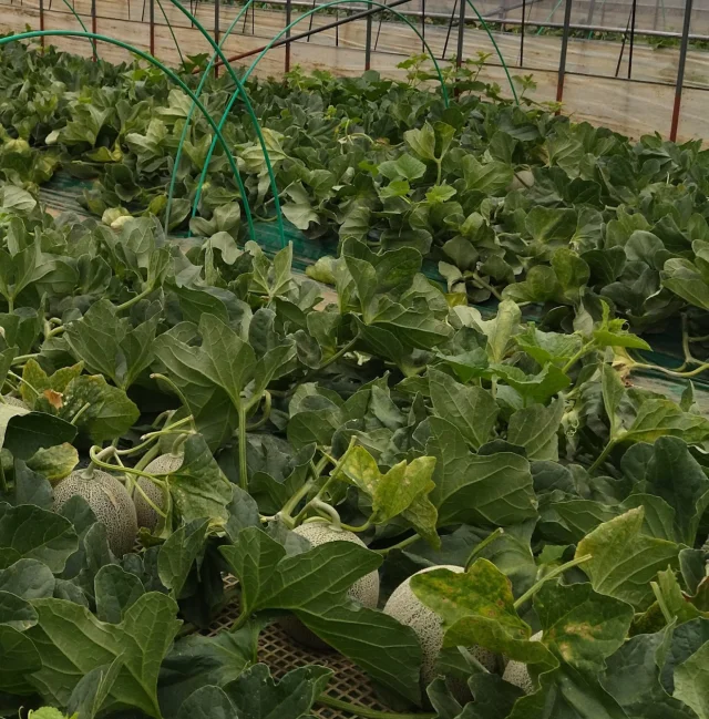 方波見農園