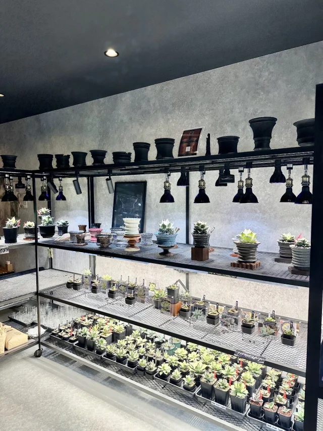 ONE-K PLANTS