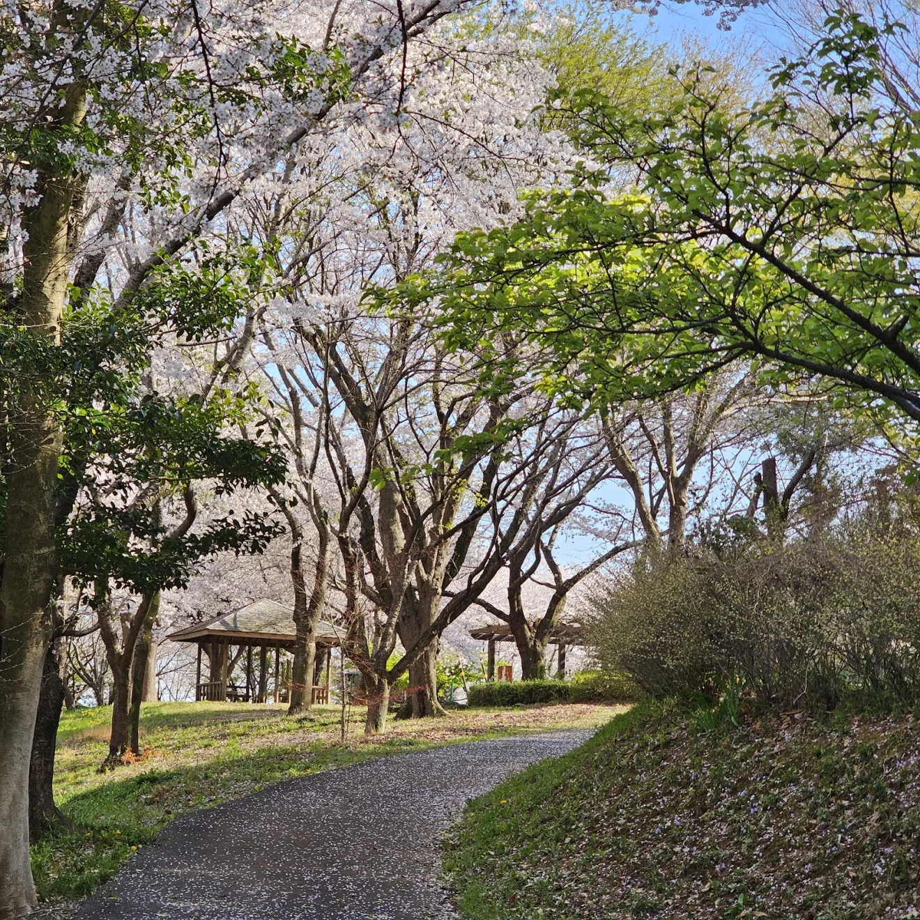 新治ふるさとの森 - 画像4