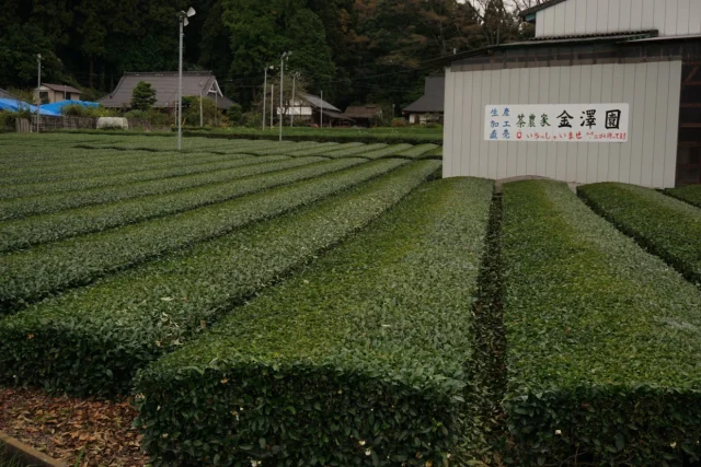 金澤園