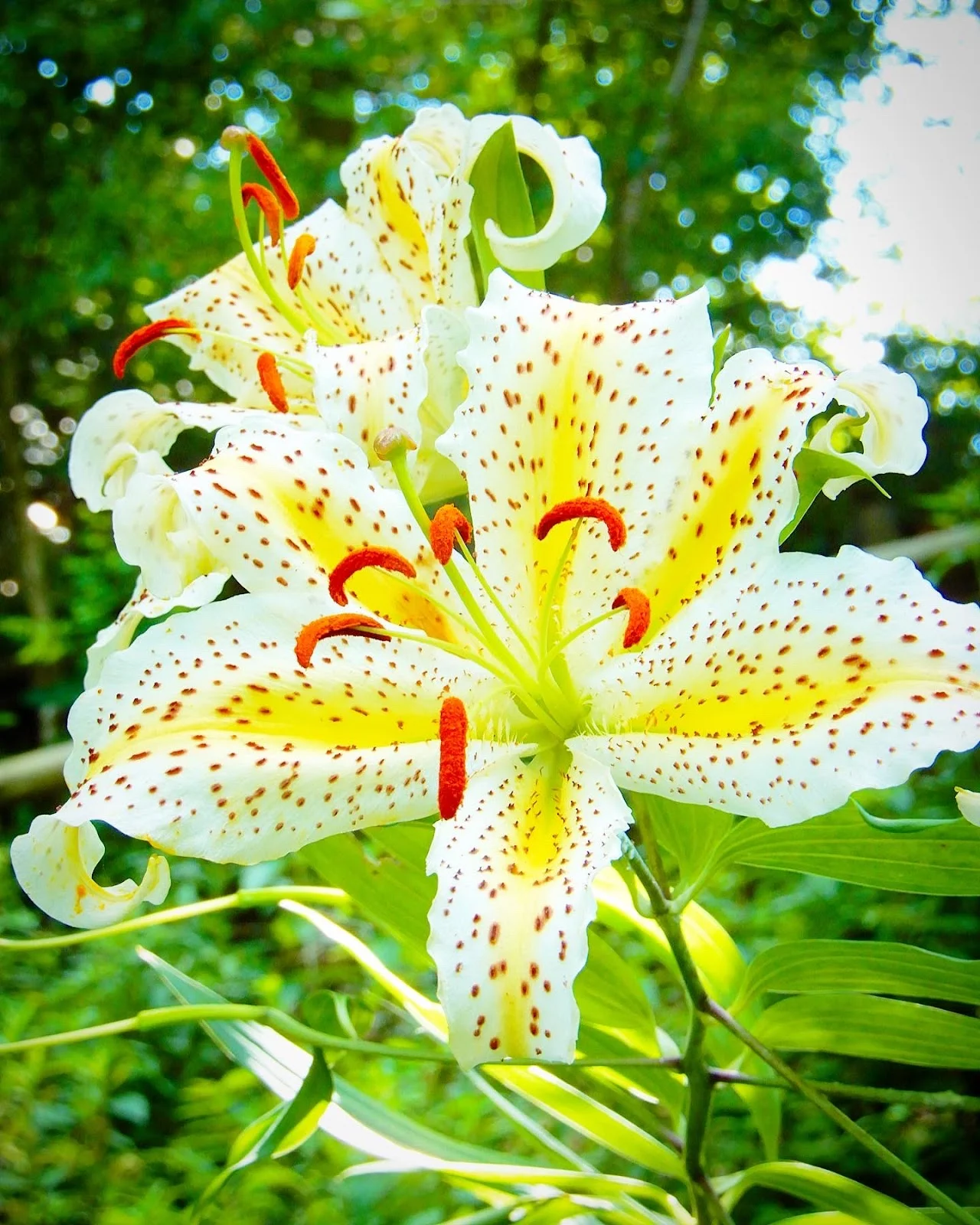 大平野生植物園