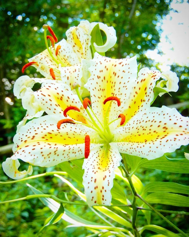大平野生植物園