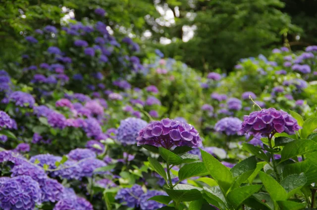 涸沼自然公園 - 4
