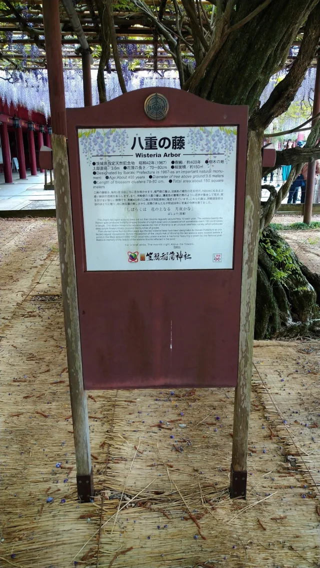 八重の藤・大藤