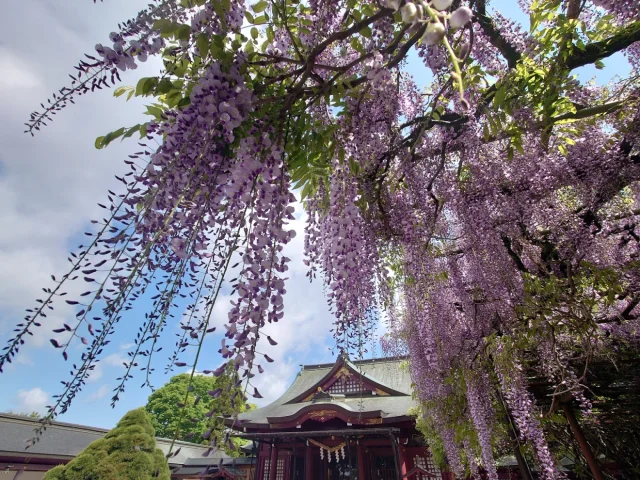 八重の藤・大藤