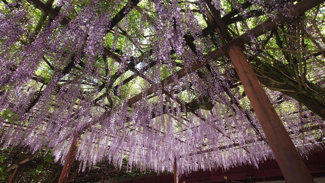 八重の藤・大藤 - 画像3