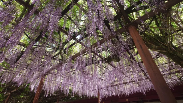 八重の藤・大藤