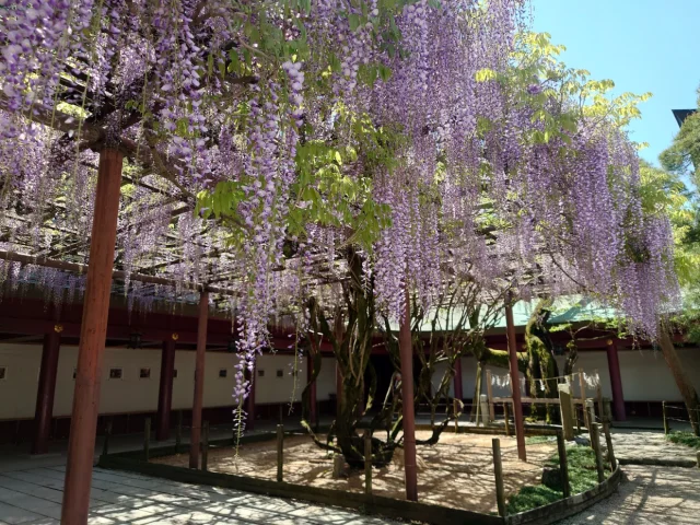八重の藤・大藤