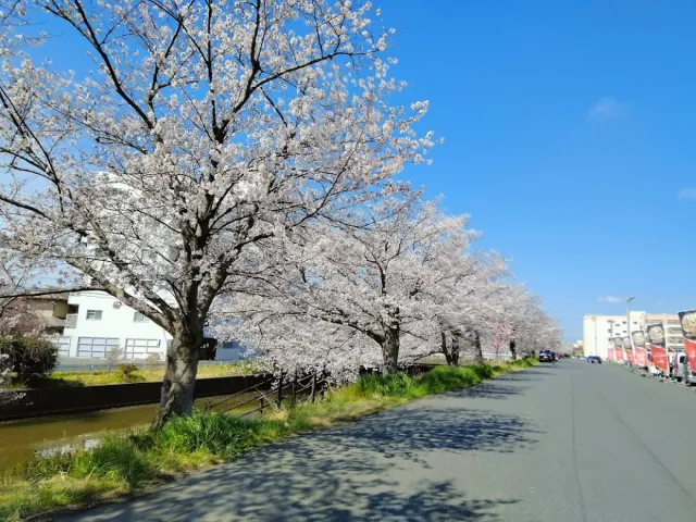 新川サクラ通り