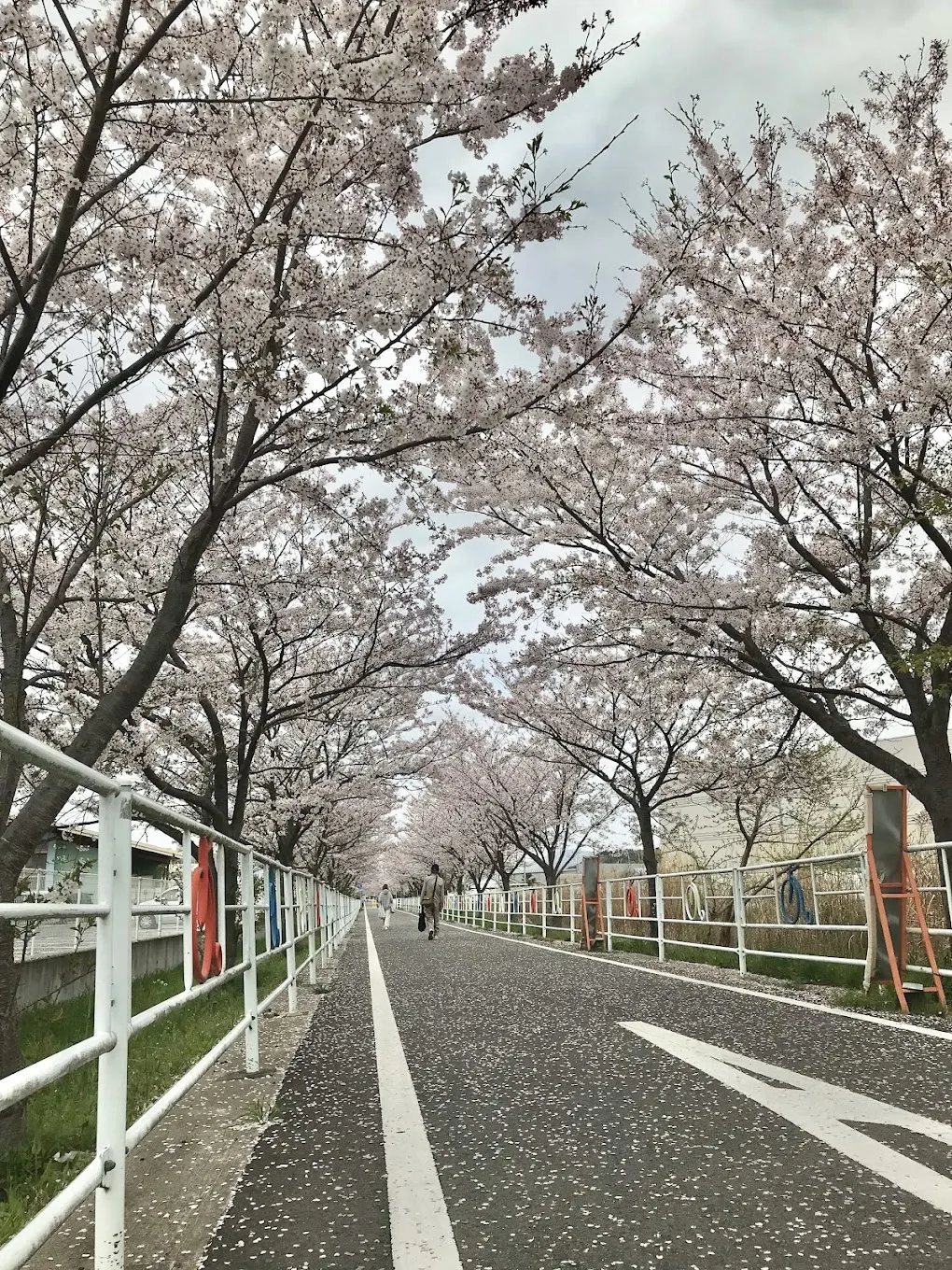新川サクラ通り - 画像2