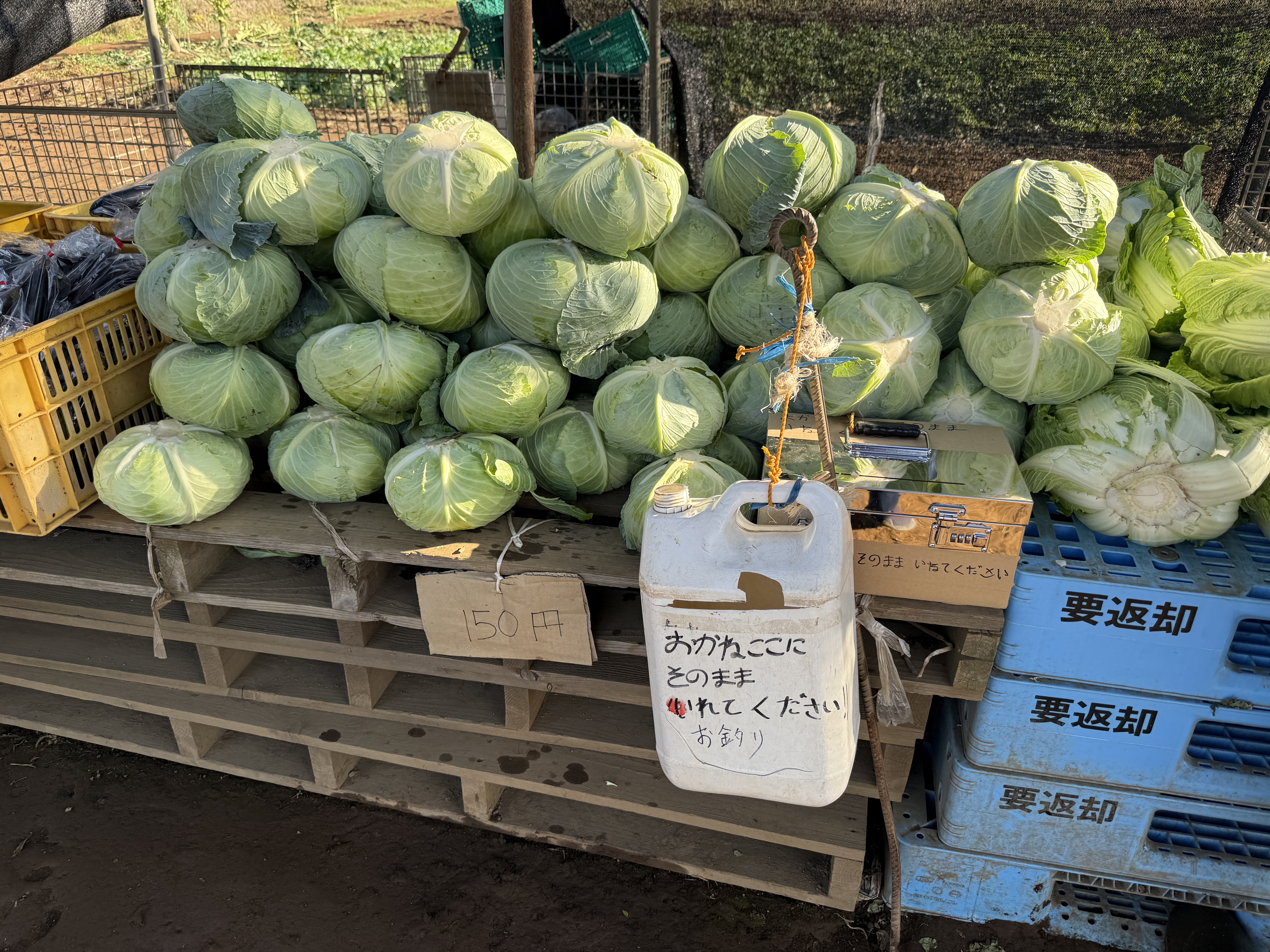 白菜、キャベツ直売所