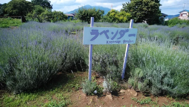 コヤナギ ラベンダーガーデン
