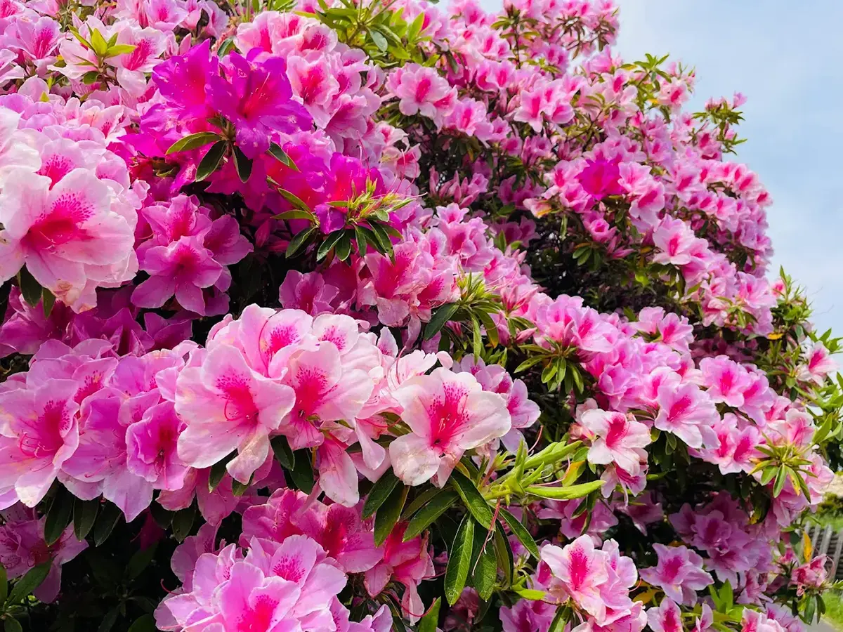 笠間つつじまつり - 4