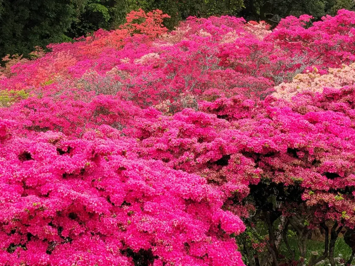 笠間つつじまつり - 3