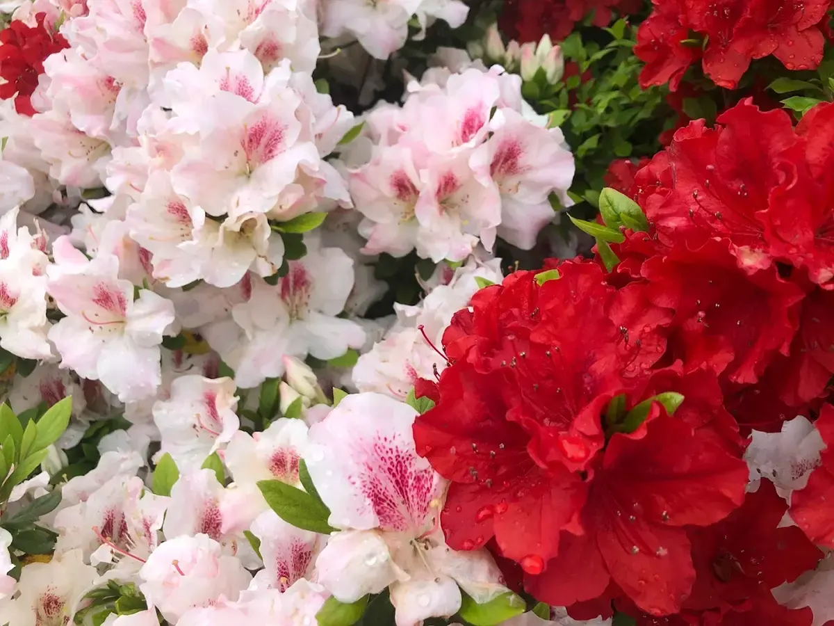 笠間つつじまつり - 2