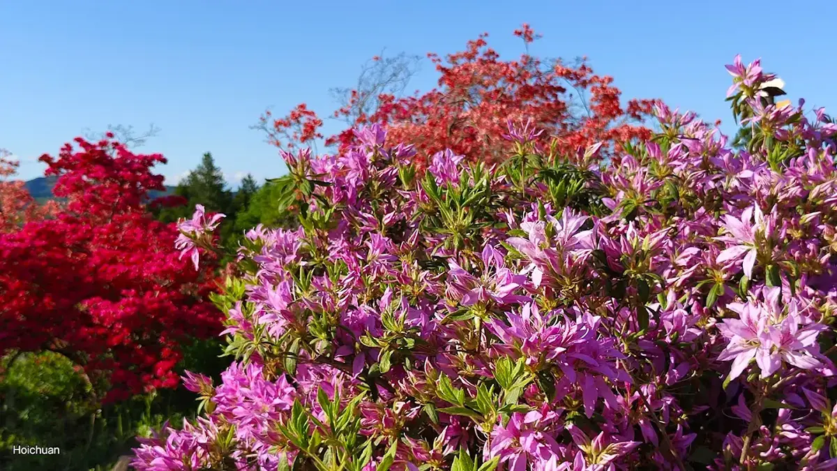 笠間つつじまつり - 1