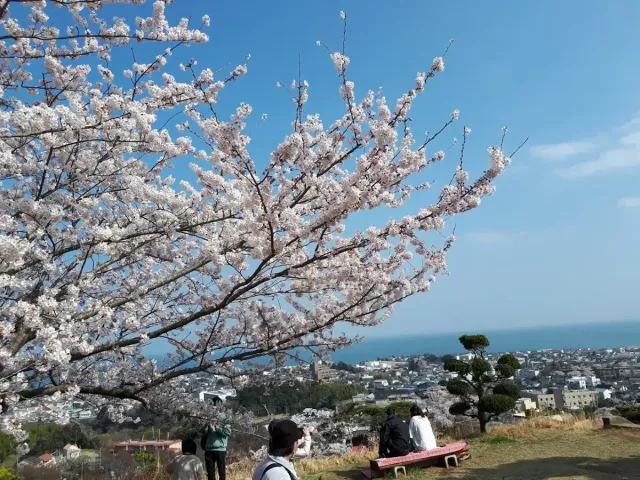 日立さくらまつり