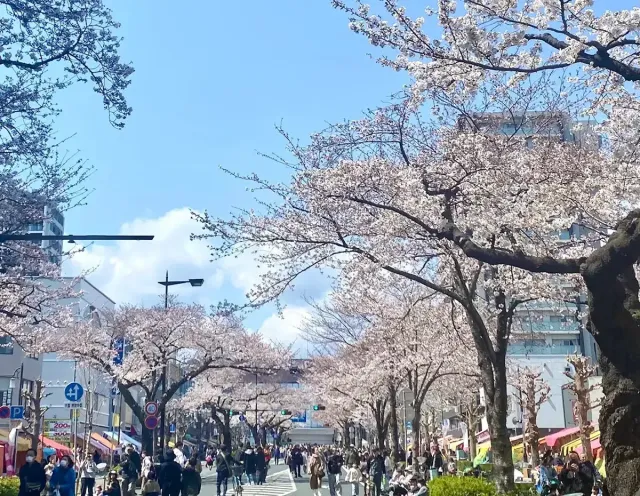 日立さくらまつり
