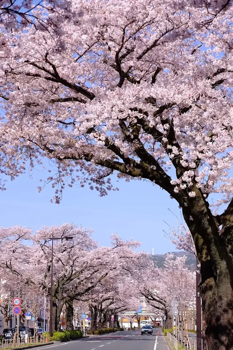 日立さくらまつり - 5