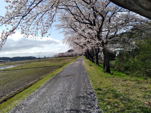 新地町桜並木(稲荷川外堤)