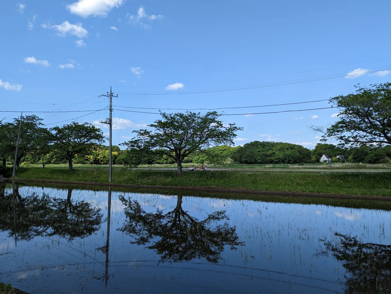 新地町桜並木(稲荷川外堤) - 画像3