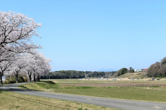 新地町桜並木(稲荷川外堤)