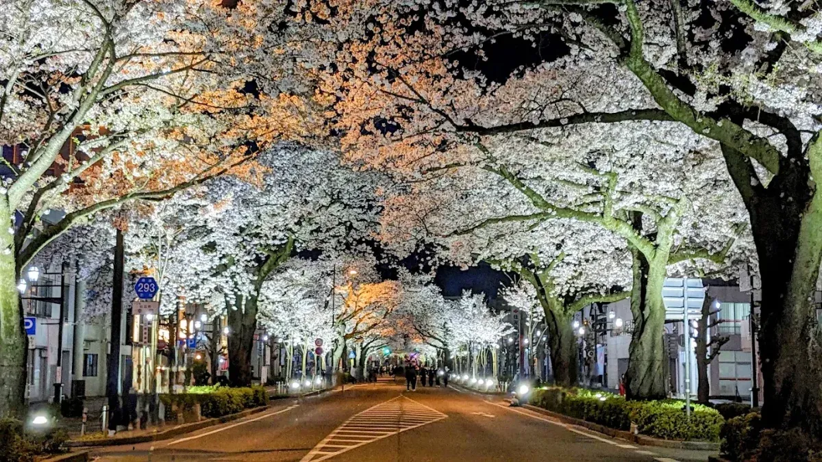 日立平和通りの桜並木