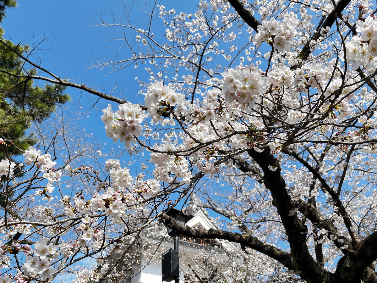 桜の季節。
亀城公園の桜。