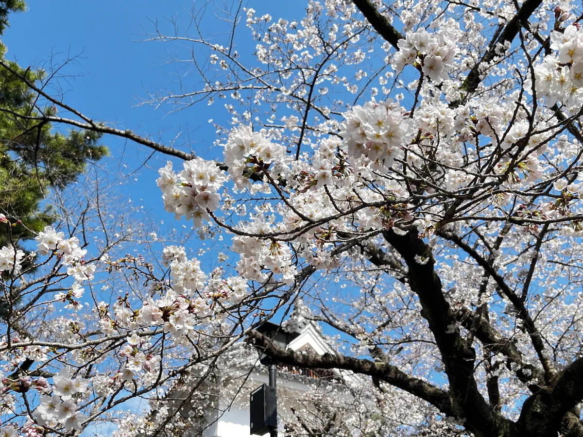 桜の季節。
亀城公園の桜。