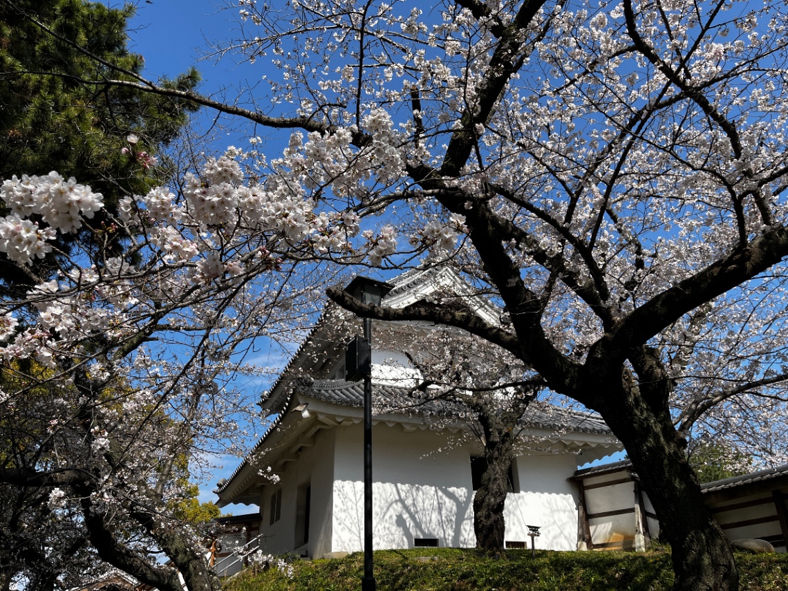 桜の季節。
亀城公園の桜。 - 2